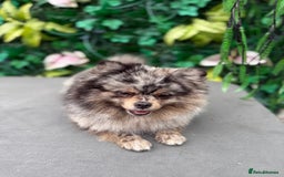 Pomeranian dogs for sale: Stunning Merle Pomeranian!  - Image 5