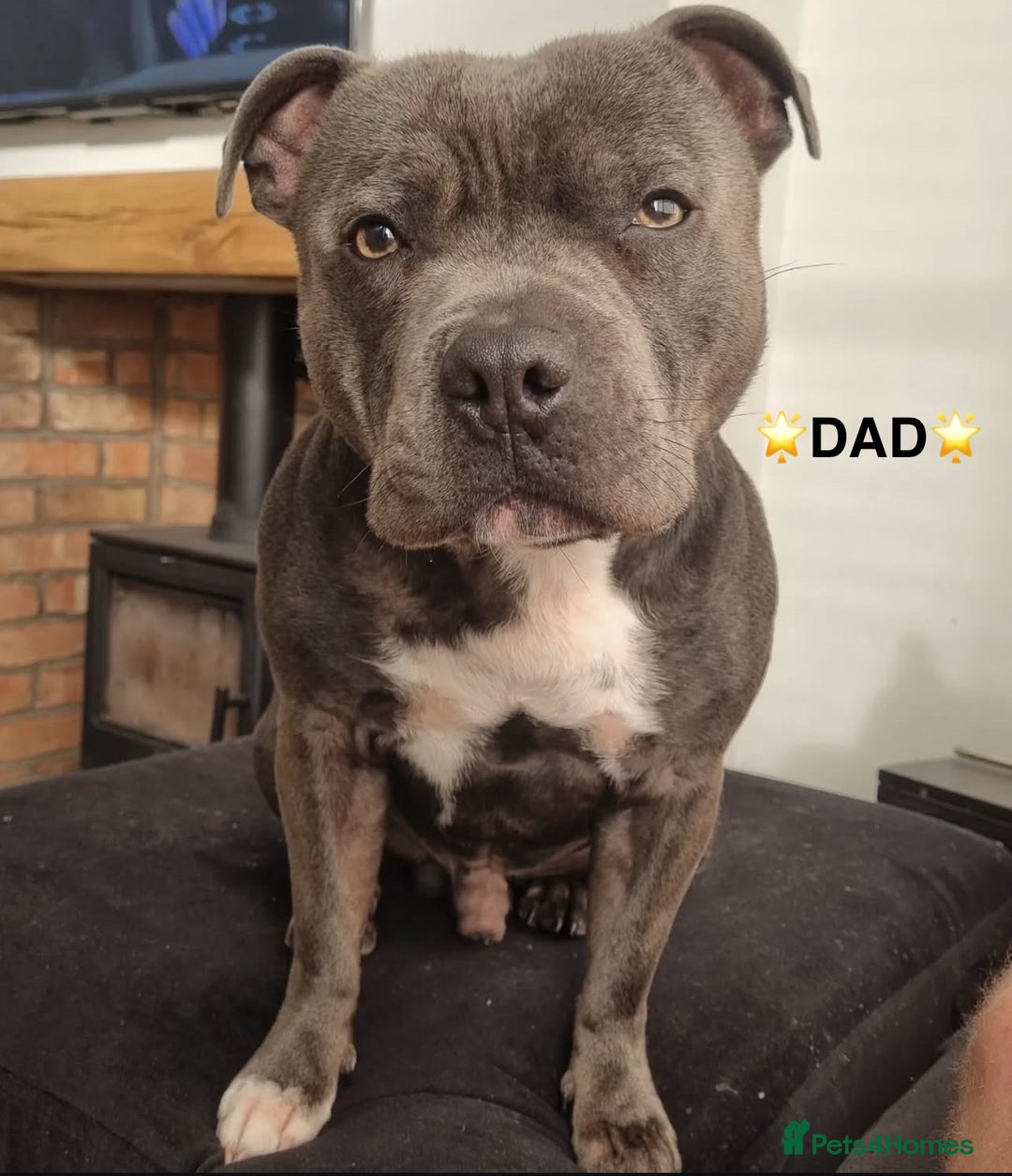 Staffordshire Bull Terrier dogs for sale: STAFFORDSHIRE BULL TERRIERS💚 - Image 24