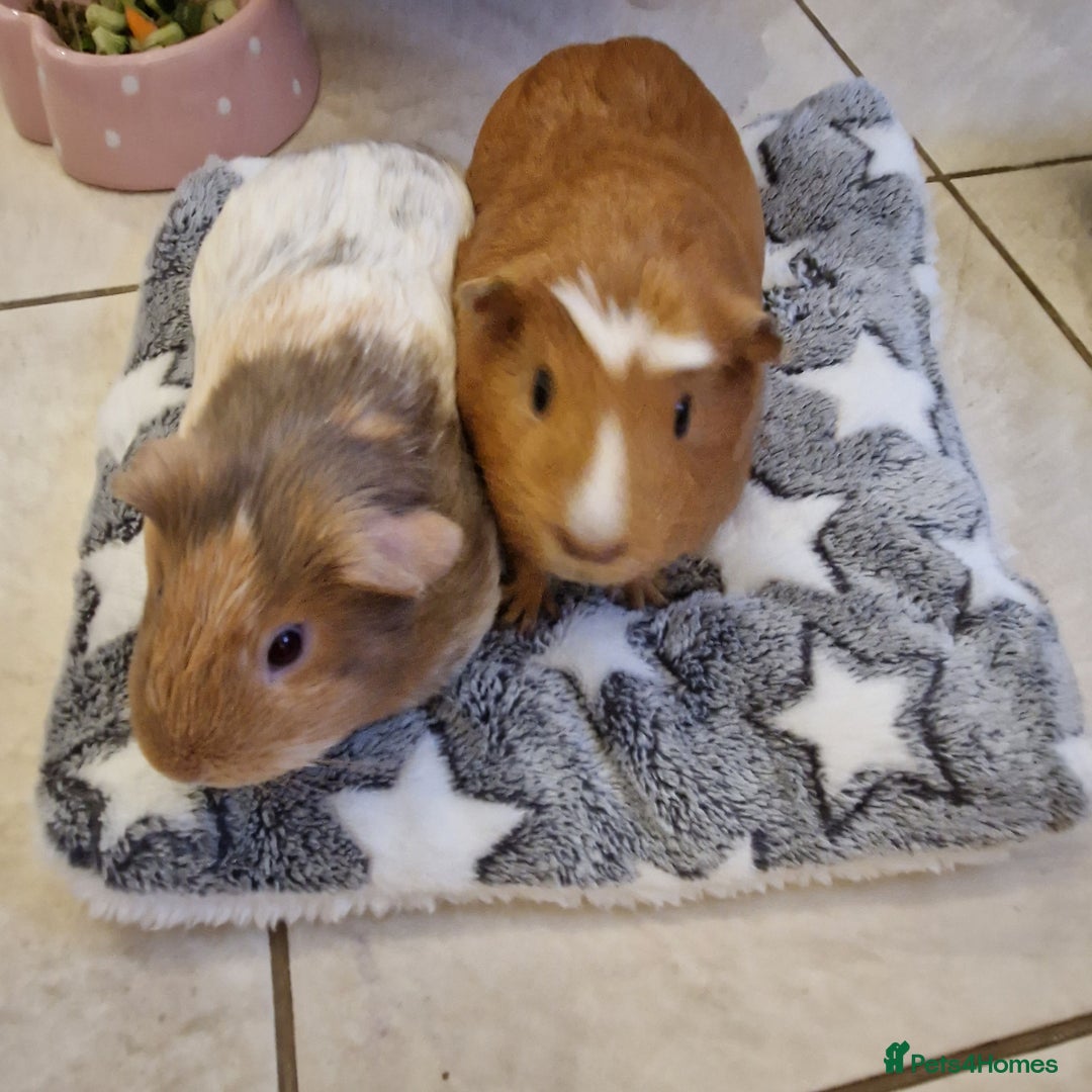 Guinea Pig rodents for sale: 2 Female Guinea Pigs  - Advert 7
