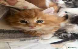 Mixed Breed cats for sale: Male kitten - Advert 2