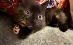 Domestic Shorthair cats for sale: Beautiful tortoiseshell kitten - Image 1