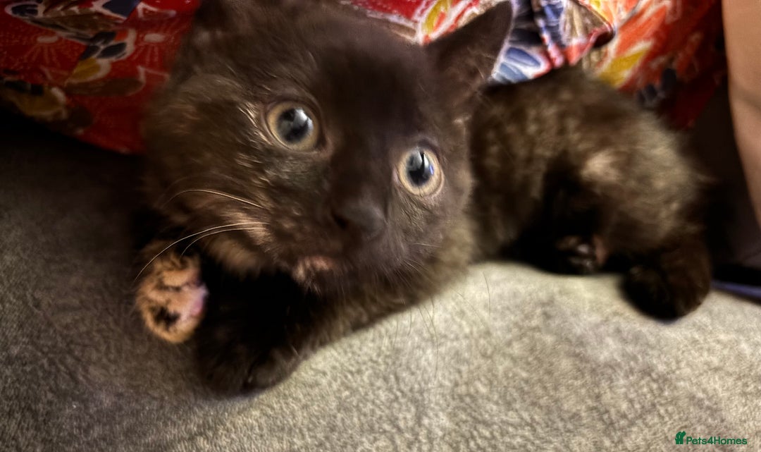 Domestic Shorthair cats for sale: Beautiful tortoiseshell kitten - Image 1