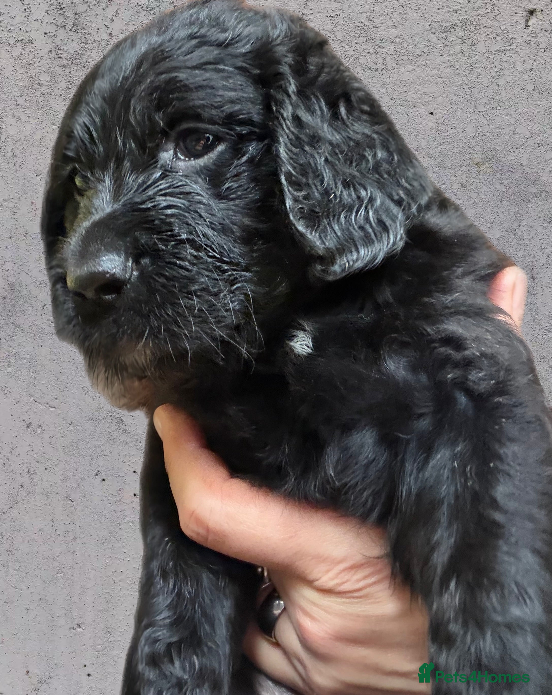 Mixed Breed dogs Stunning litter of Gordon Doodles. - Advert 2