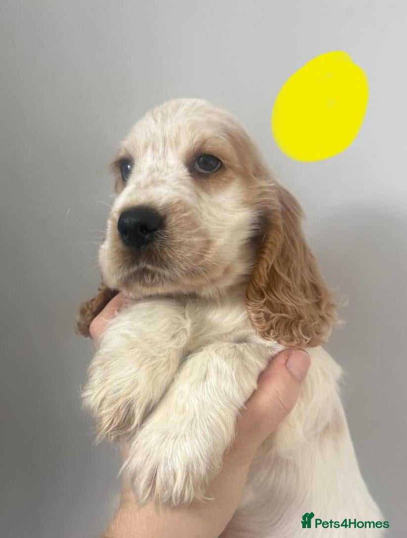 Cocker Spaniel dogs Only 2 Girl's Left KC/Show Type Cocker Spaniels - Advert 8