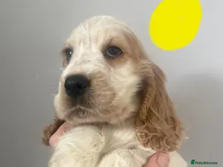 Cocker Spaniel dogs Only 2 Girl's Left KC/Show Type Cocker Spaniels - Advert 8