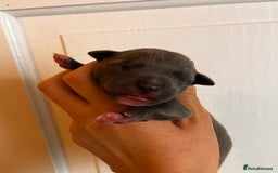 Whippet dogs for sale: Lovely petite Whippets - Image 22