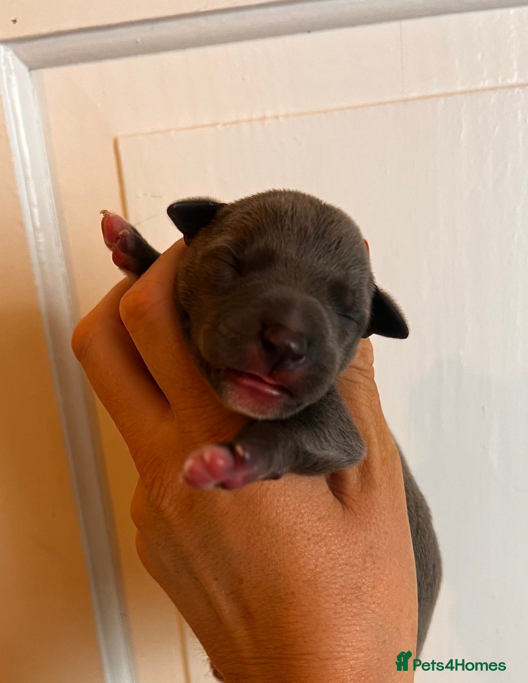 Whippet dogs for sale: Lovely petite Whippets - Image 22