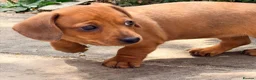Miniature Dachshund dogs for sale: KC PRA Clear Champion Line Dapple Mini Dachshunds  - Advert 9