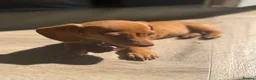 Miniature Dachshund dogs for sale: Forever Home wanted in Tamworth - Advert 9