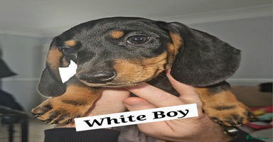 Miniature Dachshund dogs - Advert 7