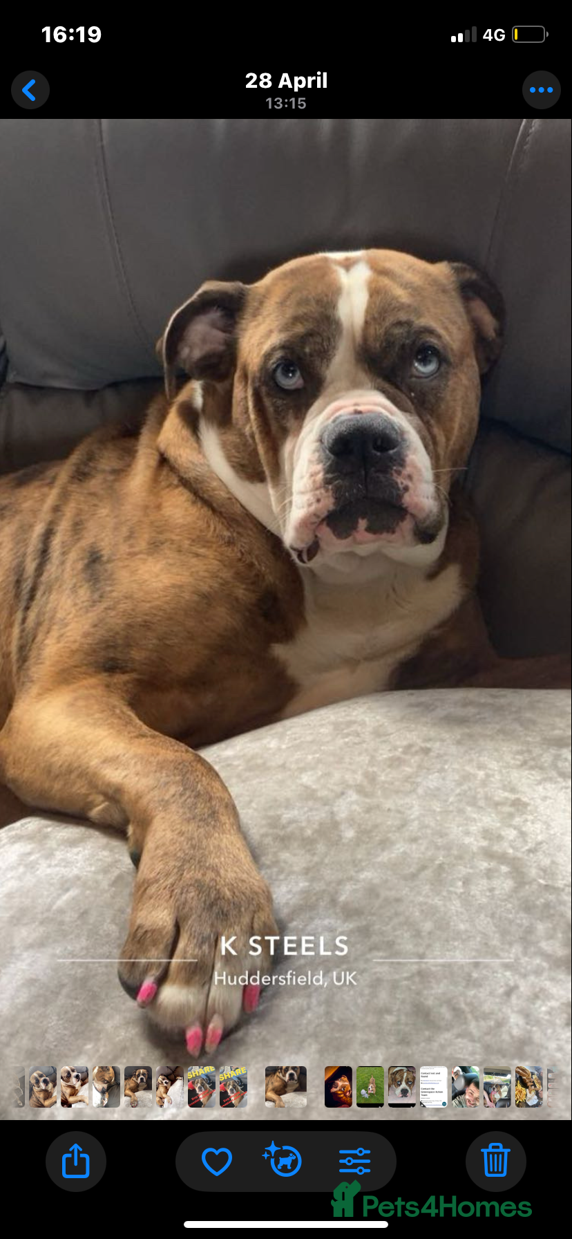 Mixed Breed dogs Bullweiller pups Merle  - Advert 1