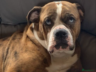 Mixed Breed dogs Bullweiller pups Merle - Advert 3