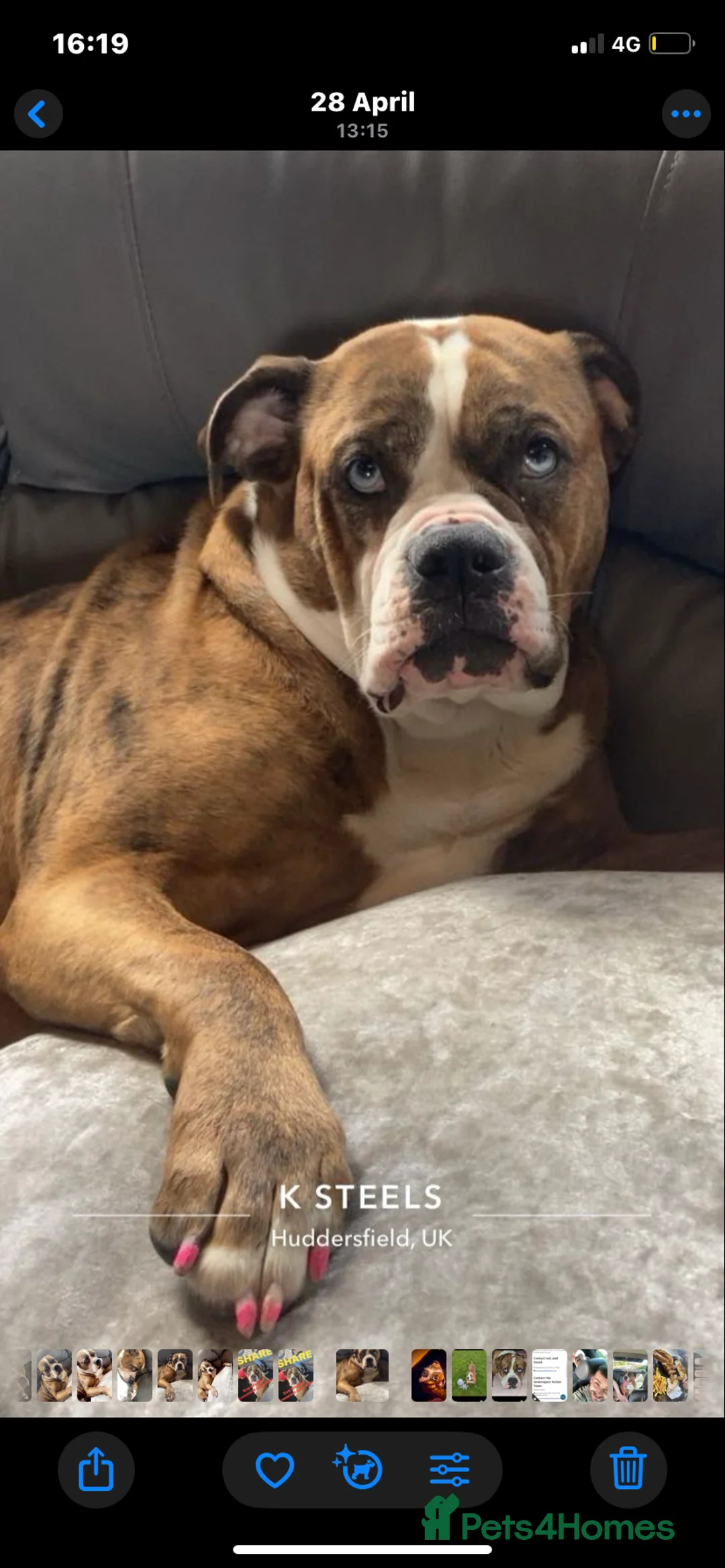 Mixed Breed dogs for sale: Bullweiller pups Merle  - Advert 1