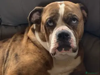 Mixed Breed dogs Bullweiller pups Merle - Advert 3