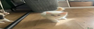 Ragdoll 2