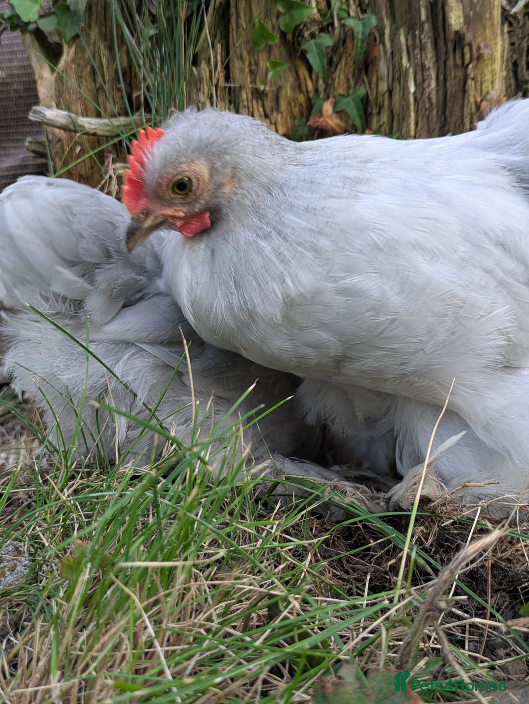 Chickens poultry for sale: Lavender pekin bantam cockerel - Image 1