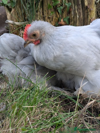 Chickens poultry - Advert 1