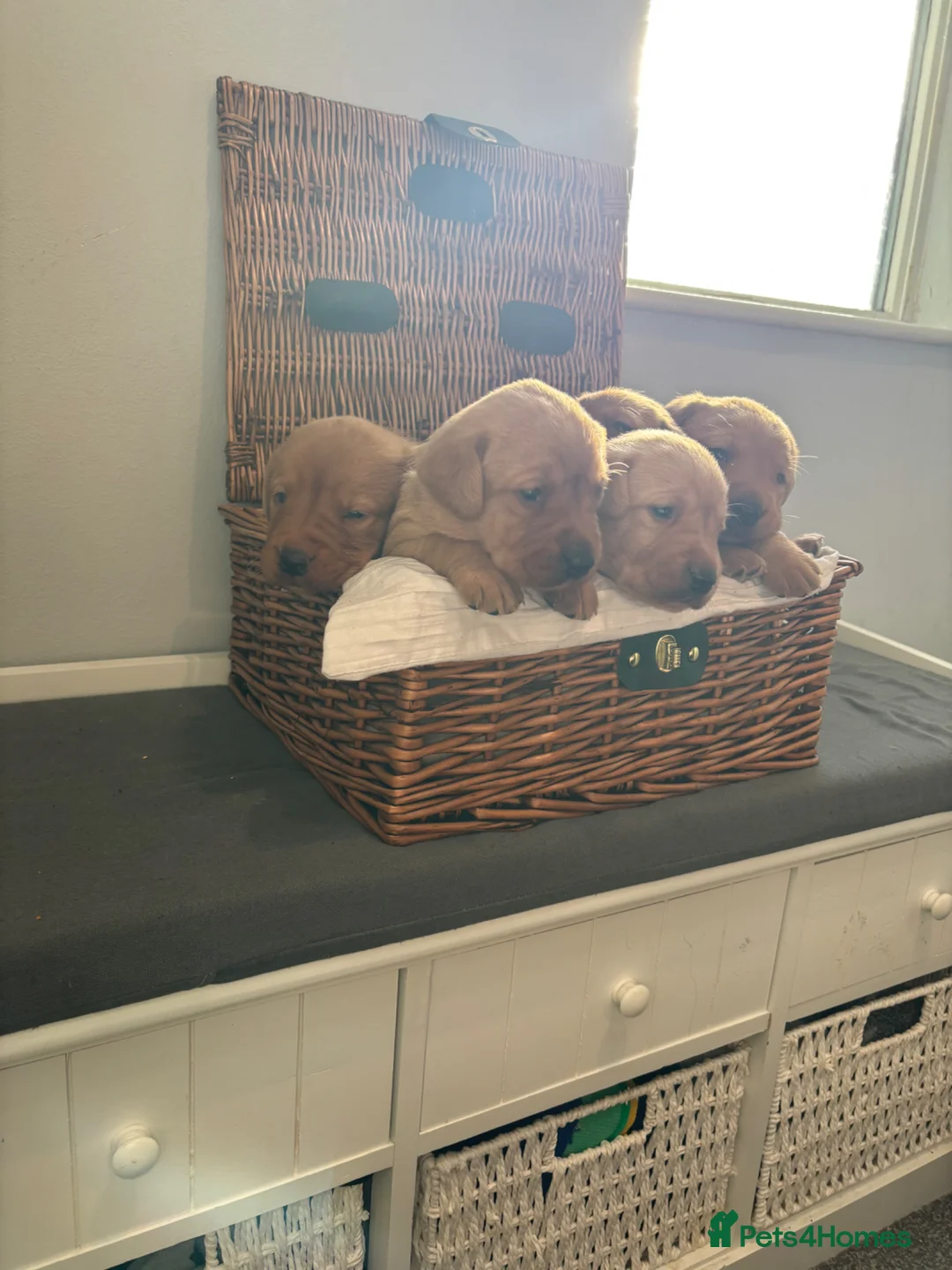 Labrador Retriever dogs for sale: Chunky fox red Labradors  - Advert 2