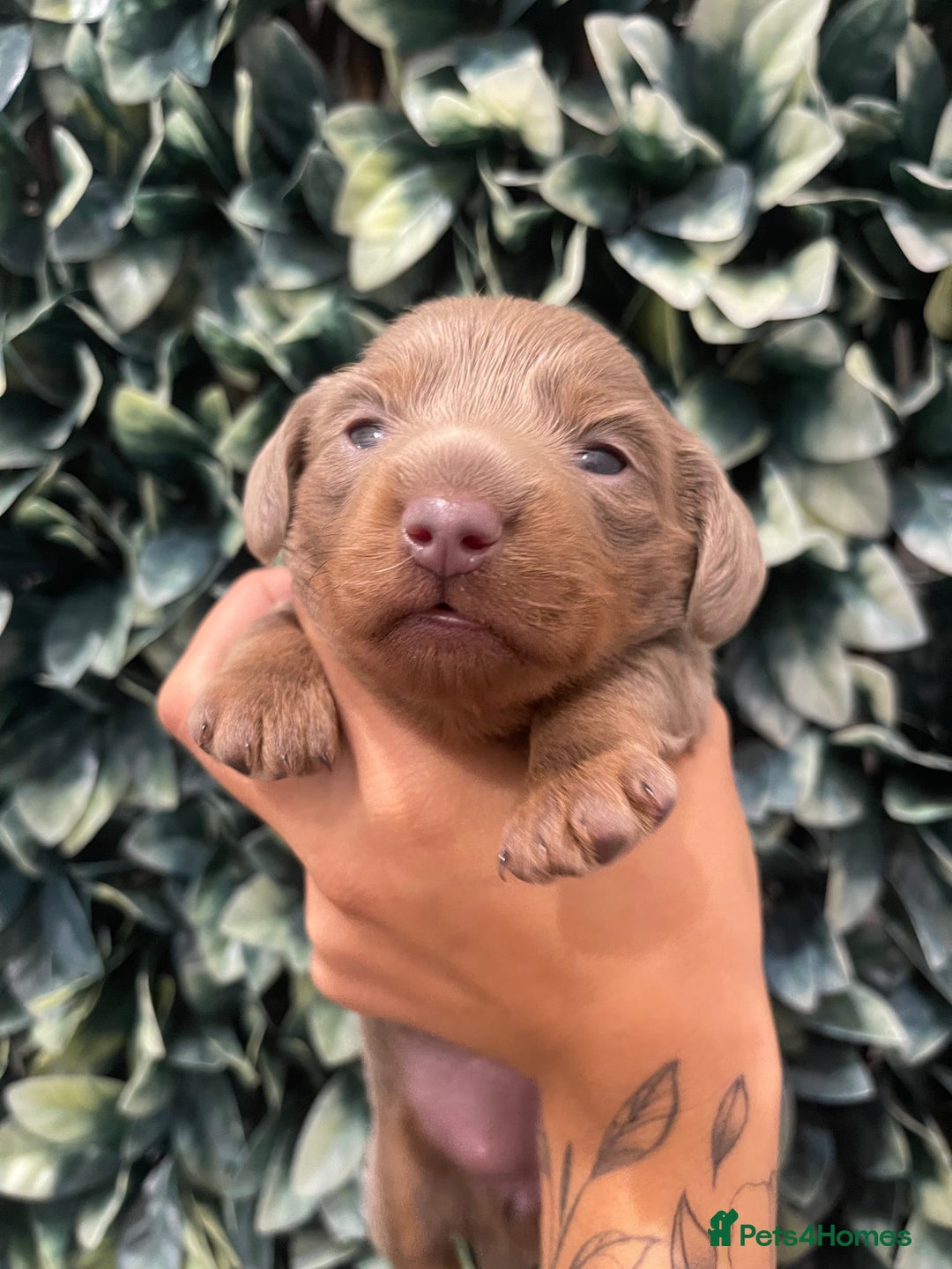 Miniature Dachshund dogs for sale: Long haired Isabella and tan miniature dachshund  - Image 19