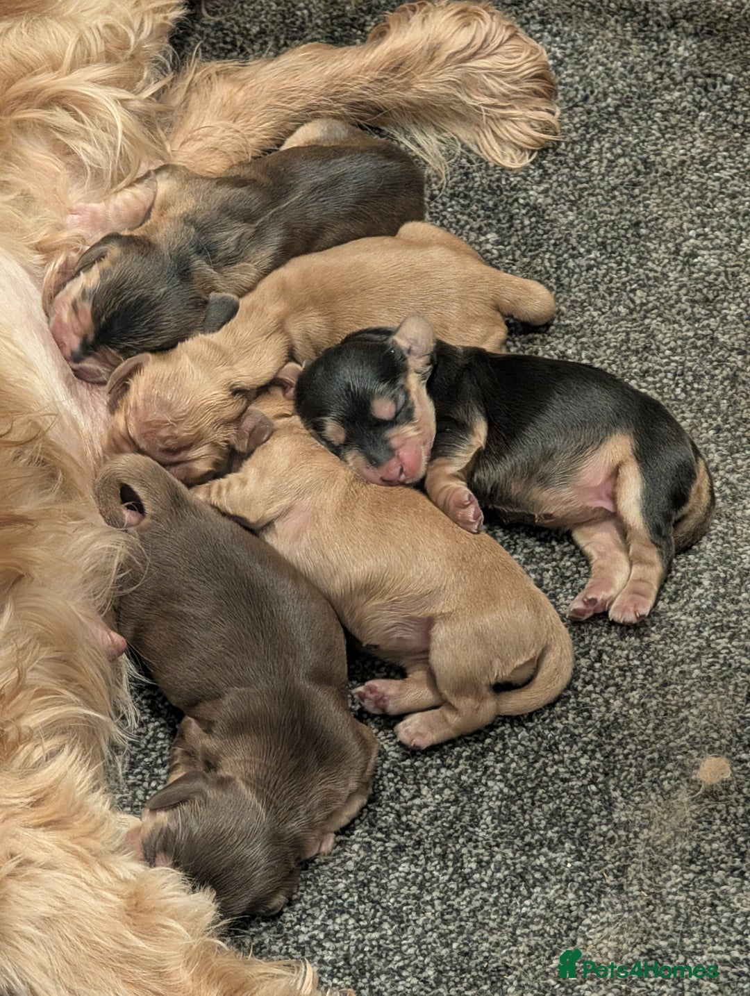 Cocker Spaniel dogs for sale: K C Reg, Cocker spaniel Sable boy - Advert 2