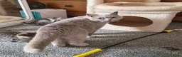British Shorthair cats for sale: Stunning British Shorthair girl - Advert 3