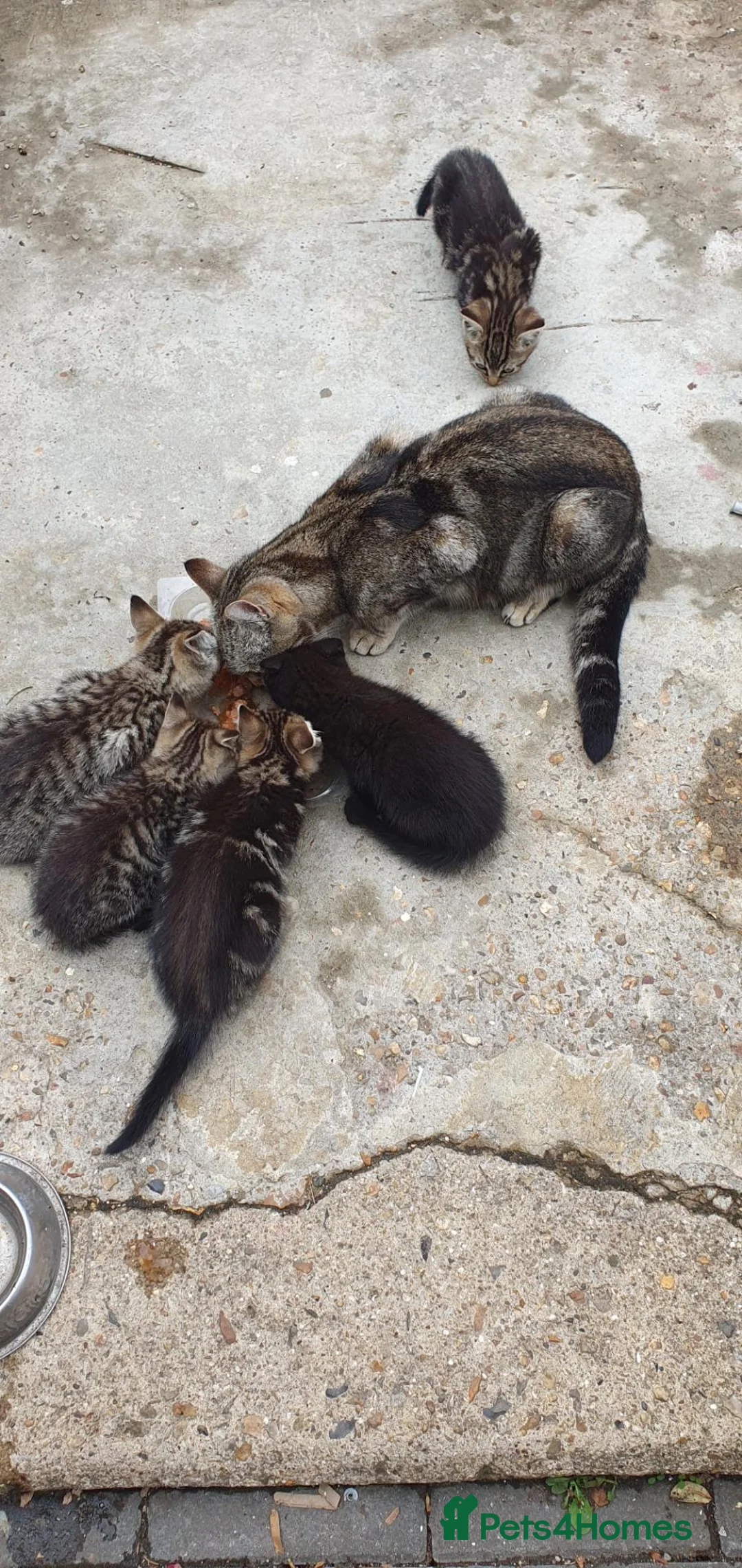 British Shorthair cats for sale: Tabby kittens  - Advert 1