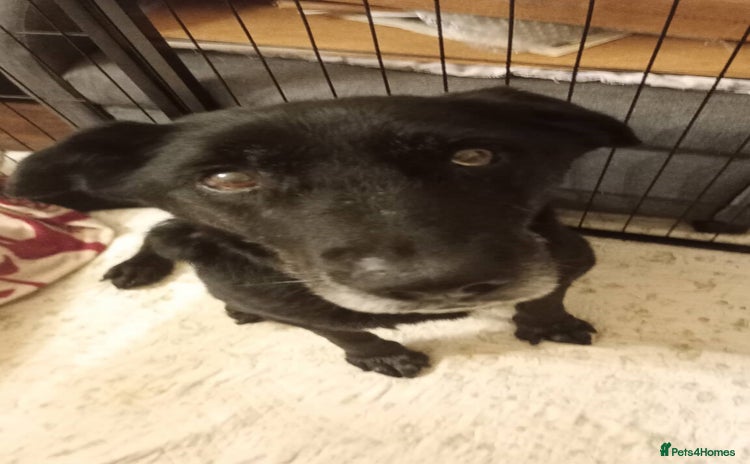 Mixed Breed dogs 🐾 Meet Blaney  - Advert 3