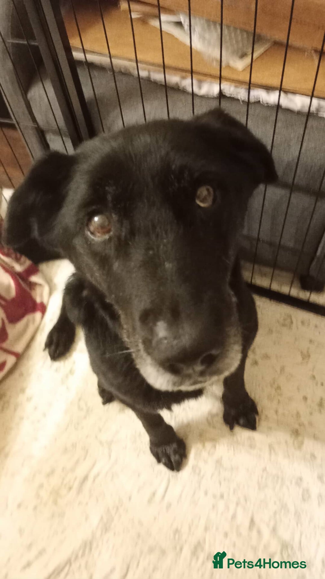 Mixed Breed dogs for adoption: 🐾 Meet Blaney  - Advert 1