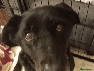 Mixed Breed dogs 🐾 Meet Blaney - Advert 1