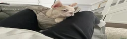 French Bulldog dogs for sale: French bulldog puppies are ready for a new home  - Advert 7