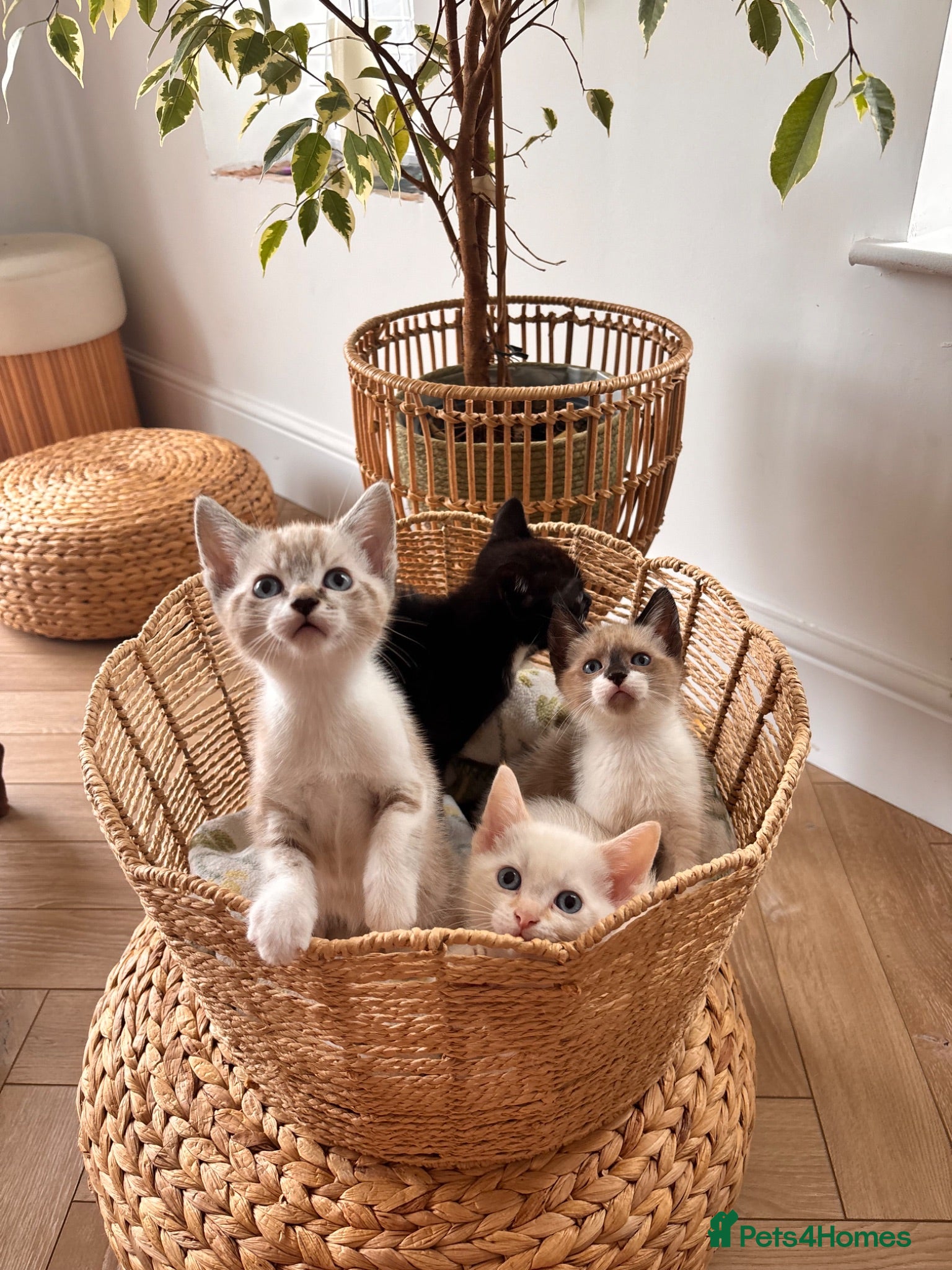 Mixed Breed cats 2 beautiful kittens available now  - Advert 7