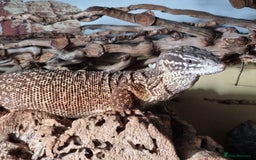 Monitor reptiles for sale: Male Yellow Ring Ackie Monitor - Image 2