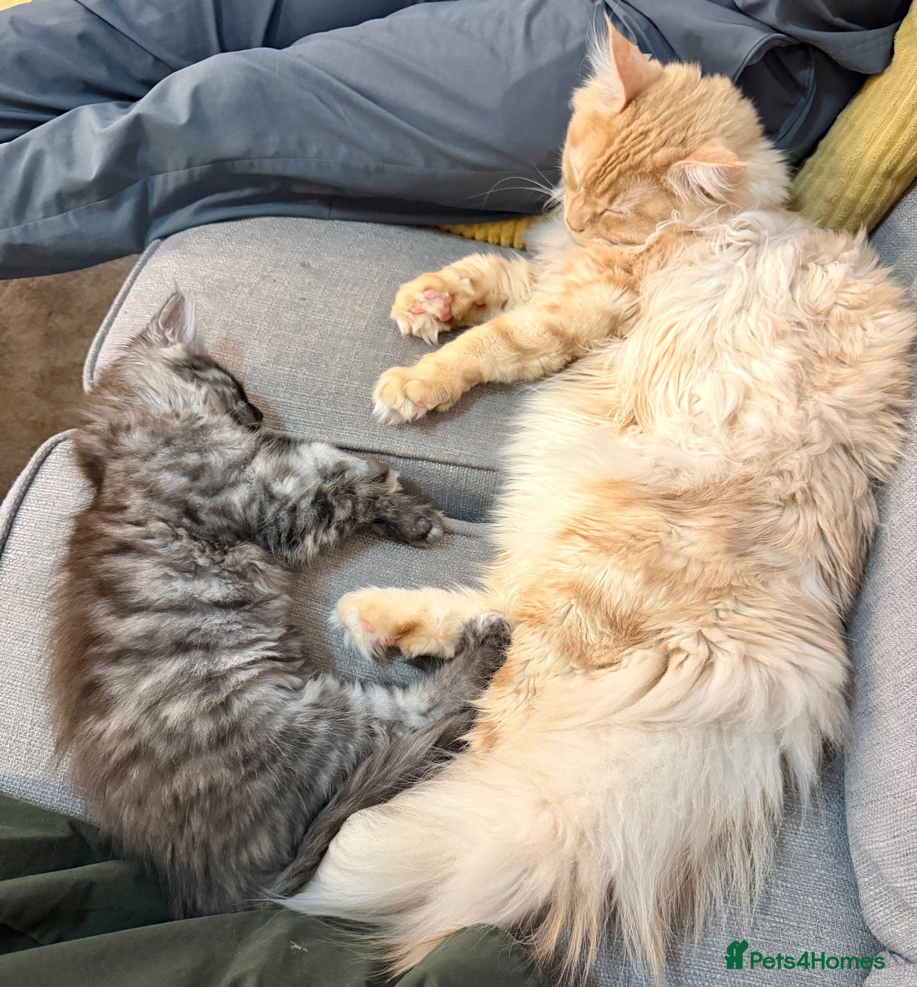 Maine Coon cats Stunning Fluffy Maine Coon kittens - Advert 1