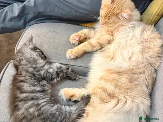 Maine Coon cats Stunning Fluffy Maine Coon kittens - Advert 1