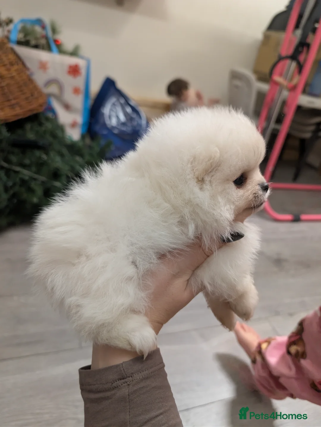 Pomeranian dogs for sale: Beautiful tiny Pomeranian girls  ONE LEFT  - Advert 38