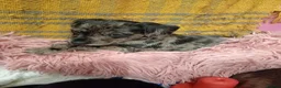 Mixed Breed dogs for sale: Miniature schnoxies  - Advert 27