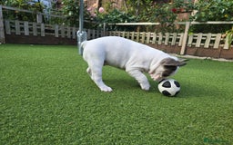 French Bulldog dogs for sale: Adorable Frenchie Puppies Seeking Forever Homes - Image 30