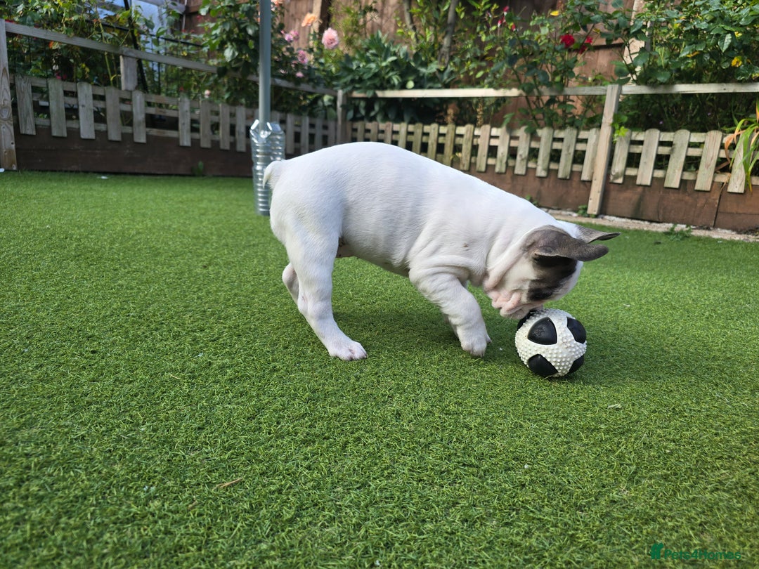 French Bulldog dogs for sale: Adorable Frenchie Puppies Seeking Forever Homes - Image 30