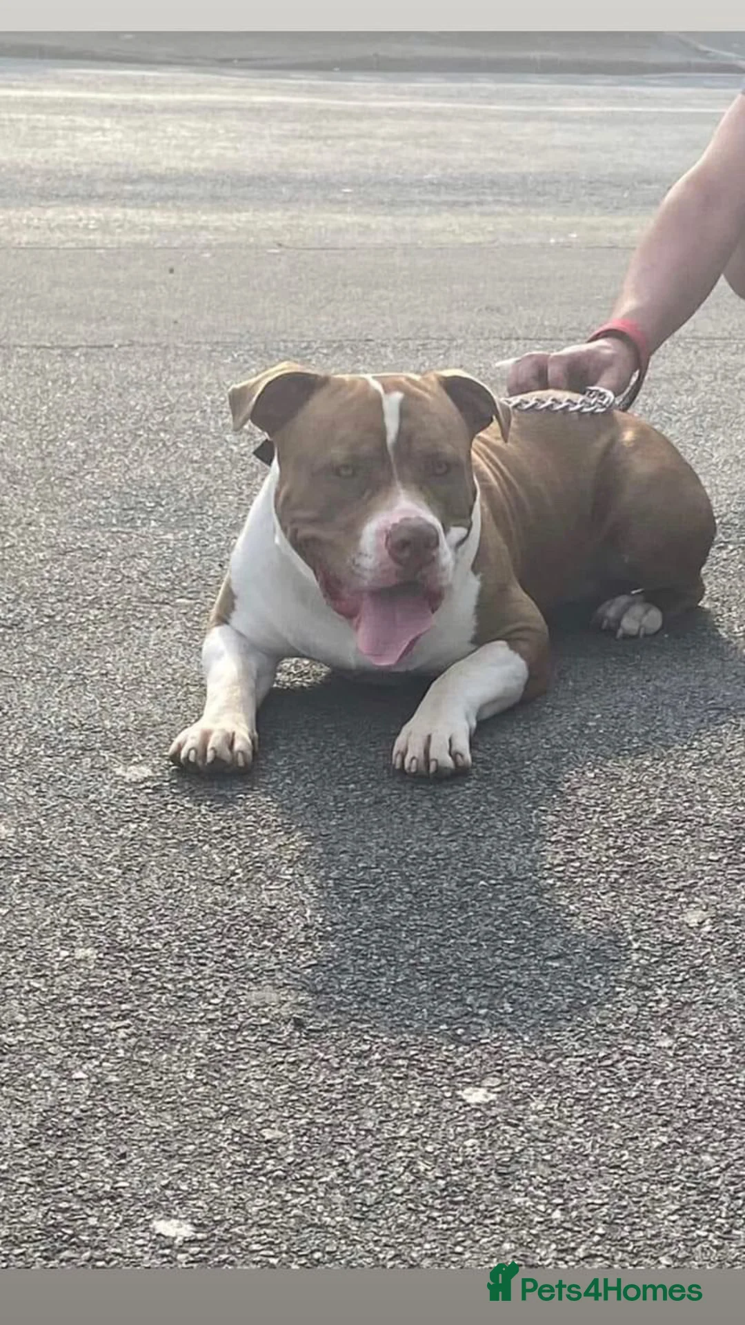 American Bully dogs for stud: American Bully STUD in Northampton - Advert 4