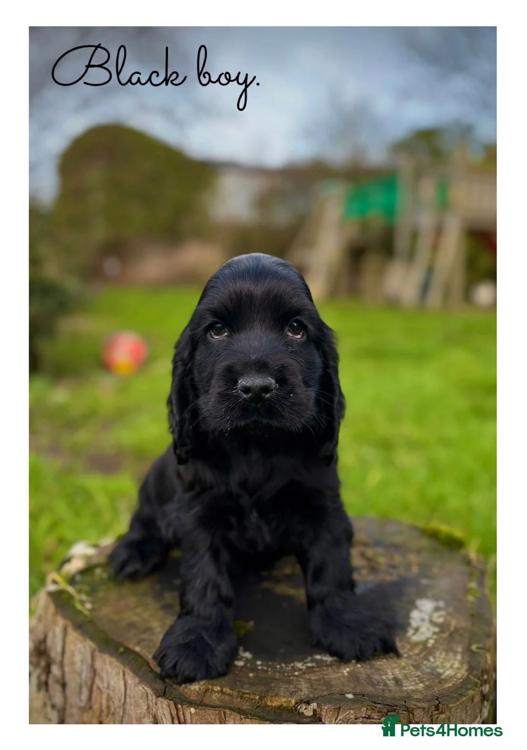 Cocker Spaniel dogs for sale: Quality KC Registered Show Cocker Spaniel Puppies - Advert 12