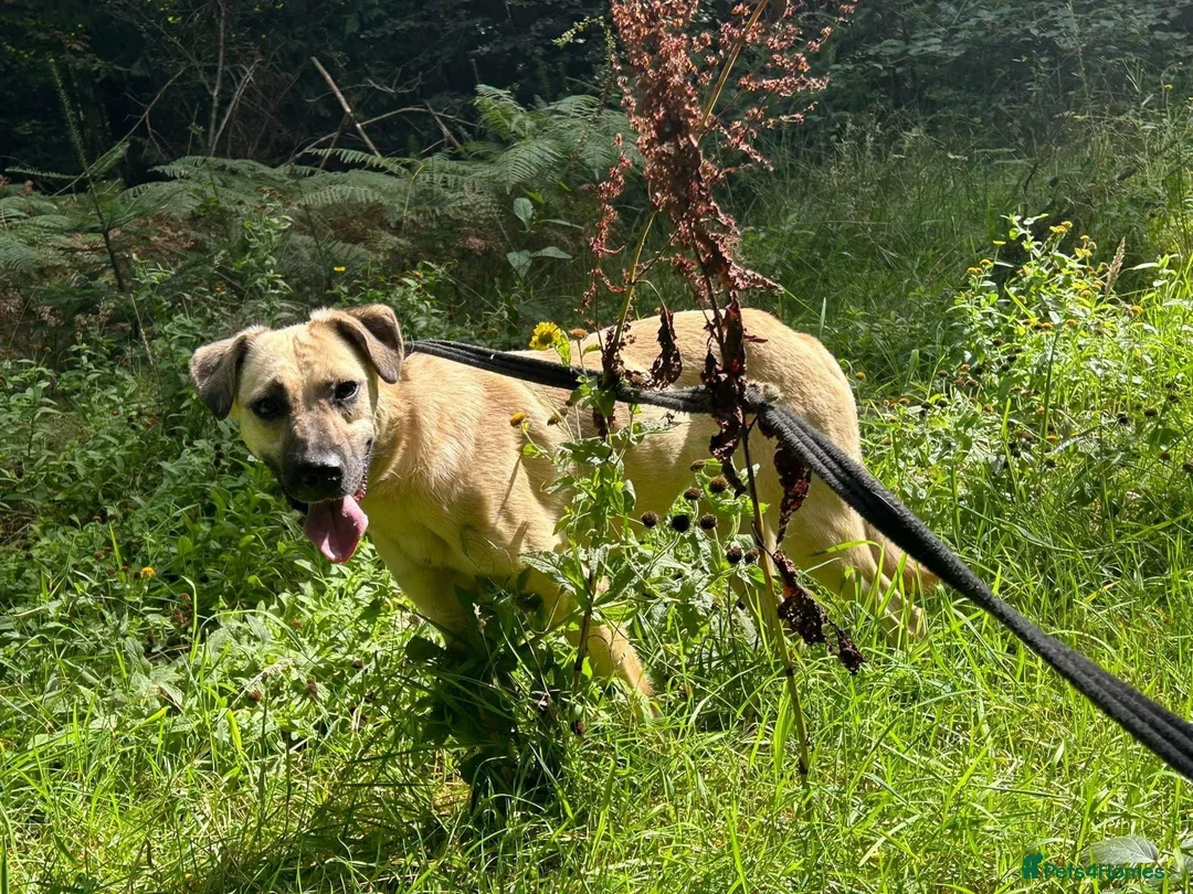 Mixed Breed dogs for adoption: Isodora - Norwich Norfolk  in Norwich - Advert 21