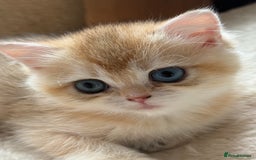 British Shorthair cats for sale: GCCF reg British Shorthair Chocolate Gold Kittens  in London - Image 20