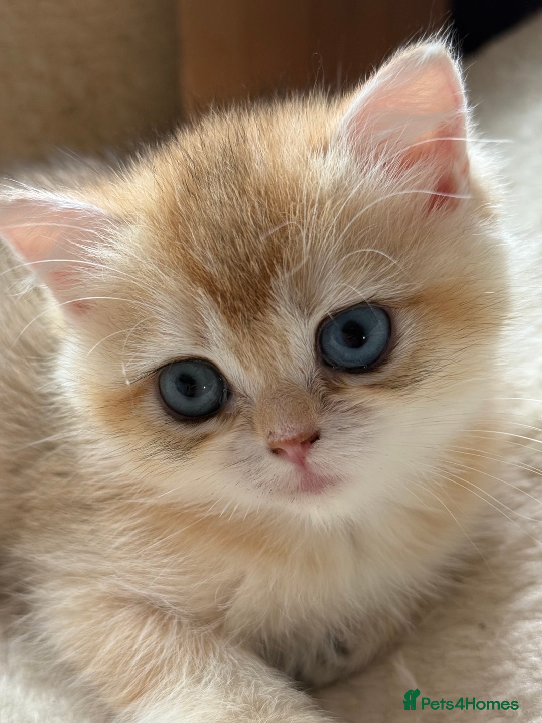 British Shorthair cats for sale: GCCF reg British Shorthair Chocolate Gold Kittens  in London - Image 20