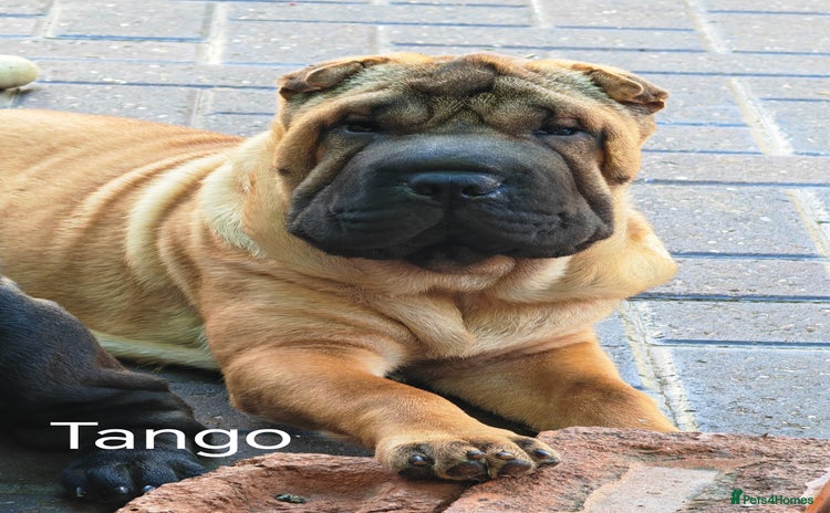 Shar Pei dogs - Advert 1