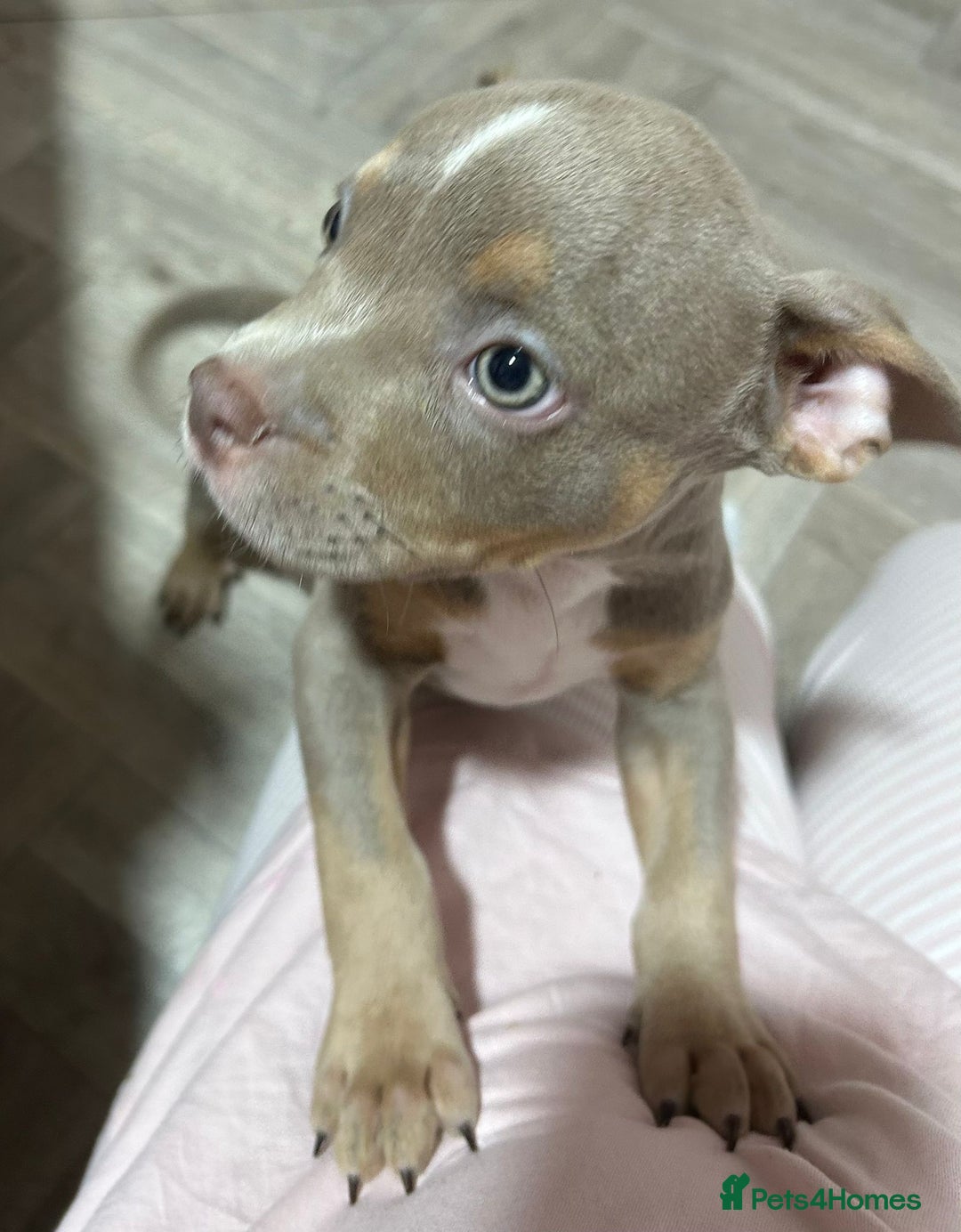 American Bully dogs for sale: Pocket Bully puppy’s  - Image 7