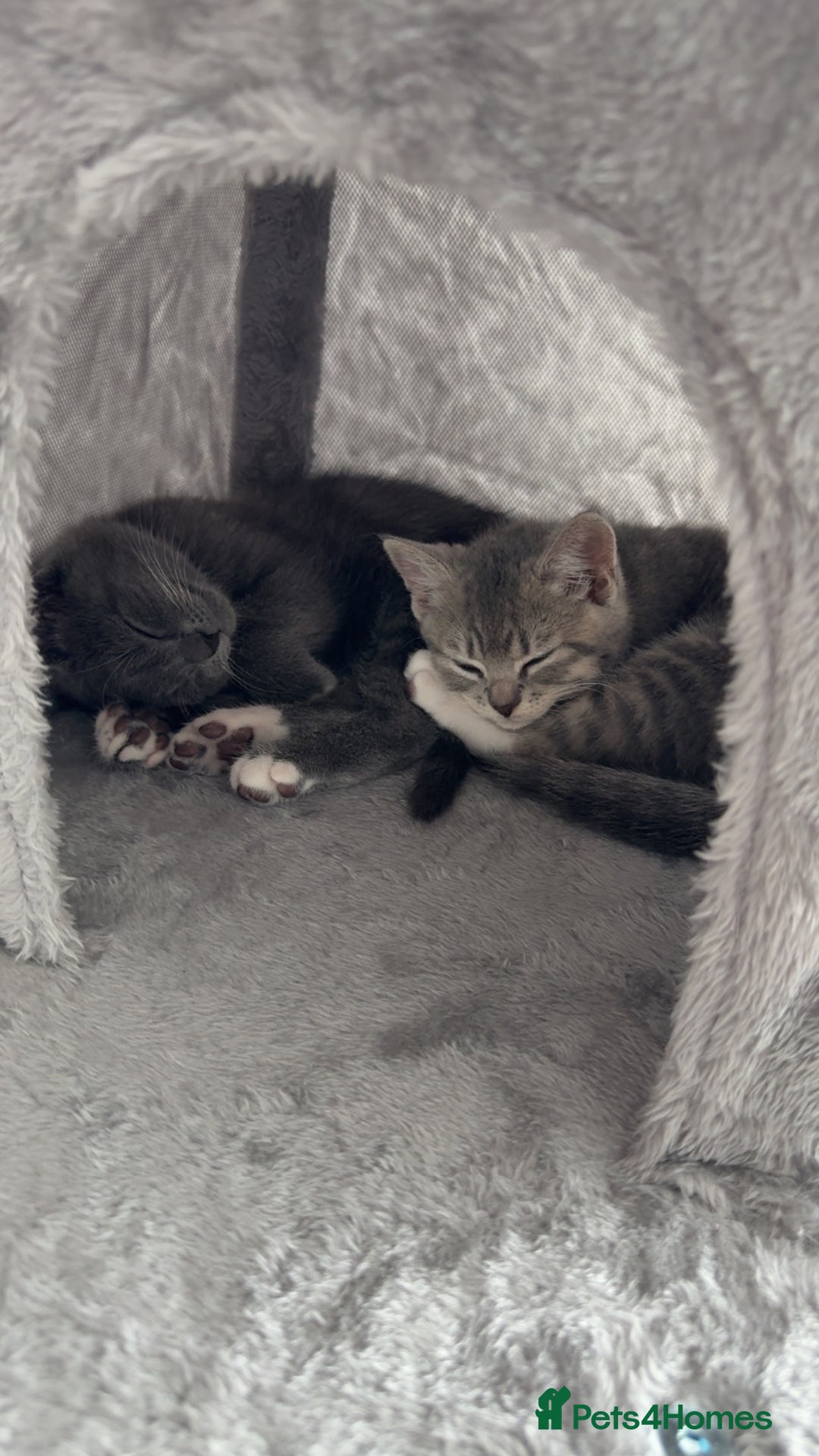 Mixed Breed cats for sale: Grey kittens  - Image 2
