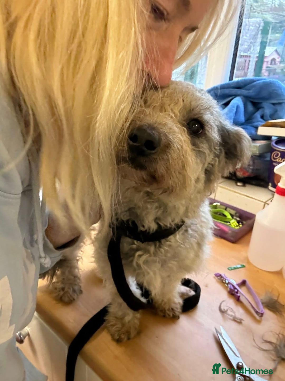 Mixed Breed dogs for adoption: Scruffy- Hingham Norfolk  - Advert 21