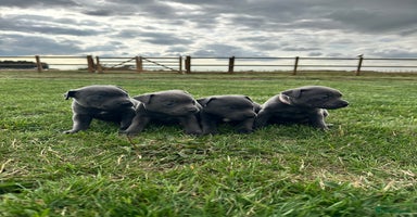 Staffordshire Bull Terrier dogs - Advert 2