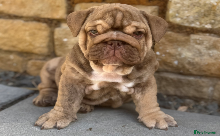 English Bulldog dogs - Advert 5