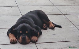 Rottweiler dogs for sale: Rottweiler puppy  - Image 2
